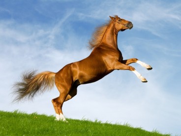 bavarian-chesnut-horse.jpg?w=368&h=277